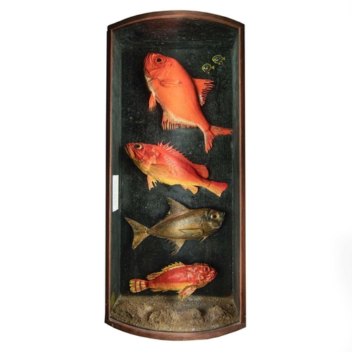 327 - A cased taxidermy display of four fish, Beryx, Bergylt (Norway haddock), Rough Pomfret and Red scorp... 