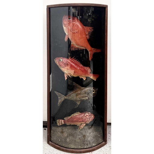 327 - A cased taxidermy display of four fish, Beryx, Bergylt (Norway haddock), Rough Pomfret and Red scorp... 