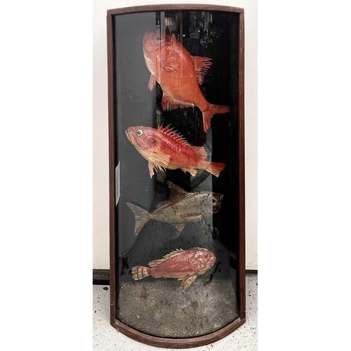 327 - A cased taxidermy display of four fish, Beryx, Bergylt (Norway haddock), Rough Pomfret and Red scorp... 