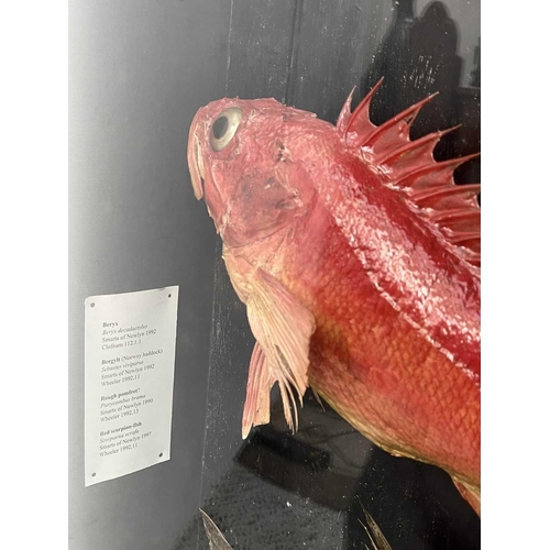 327 - A cased taxidermy display of four fish, Beryx, Bergylt (Norway haddock), Rough Pomfret and Red scorp... 