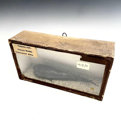 328 - A late 19th century cased taxidermy display of a Tadpole-fish, (Tommy Noddy, Trifurcated Hake), a la... 