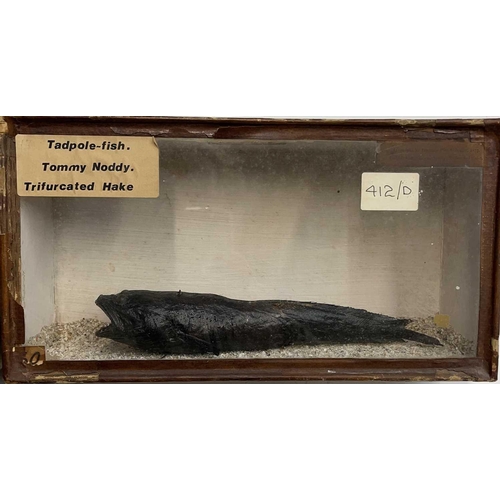 328 - A late 19th century cased taxidermy display of a Tadpole-fish, (Tommy Noddy, Trifurcated Hake), a la... 