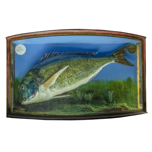 329 - A cased taxidermy display of a Gilthead Sparus aurata landed at Newlyn in the early 1990s and preser... 