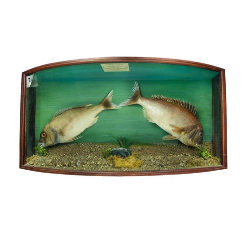 331 - A cased taxidermy display of two Couch's Sea Bream Pagrus Orphus, all landed at Newlyn in the early ... 