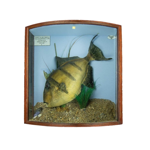 332 - A cased taxidermy display of a Trigger fish (Grey Trigger) Balistes Carolinensis, all landed at Newl... 