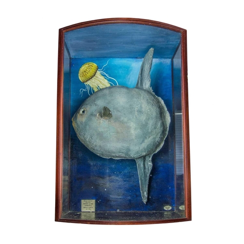 333 - A cased taxidermy display of an Ocean Sunfish Mola Mola, all landed at Newlyn in the early 1990s and... 