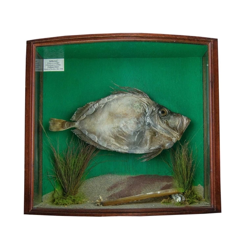 335 - A cased taxidermy display of a Sailfin Dory Zenopsis Conchifer landed at Newlyn in the early 1990s a... 