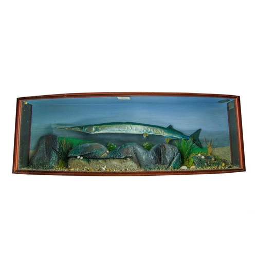 339 - A cased taxidermy display of a Garfish Belone Belone landed at Newlyn in the early 1990s and preserv... 