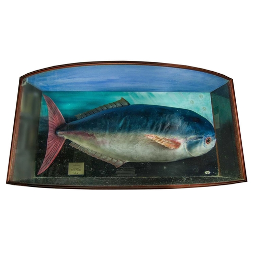 340 - A cased taxidermy display of a Luvar Luvarus Imperialis landed at Newlyn in the early 1990s and pres... 