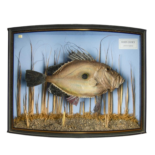 344 - A cased taxidermy display of a John Dory Zeus Faber, in a front case, height 31cm width 43cm depth 1... 