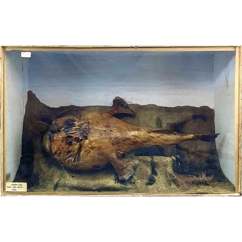 345 - A late 19th century cased taxidermy display of an Angler fish label to the front of the case 'Near t... 