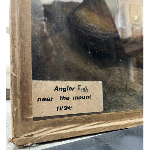 345 - A late 19th century cased taxidermy display of an Angler fish label to the front of the case 'Near t... 