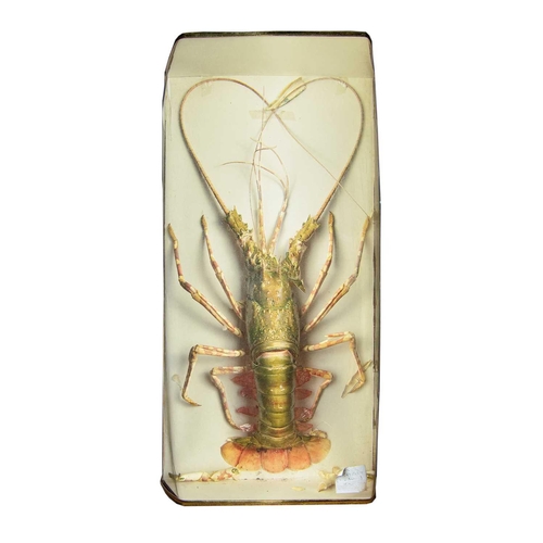 346 - A taxidermy display of a giant crayfish in a plastic presentation box, height 55cm width 28cm depth ... 