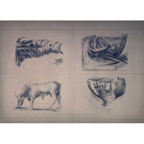 37 - Sven BERLIN (1911-1999) Twelve pencil and wash illustrations for 'Animals in Splendour and Decline' ... 