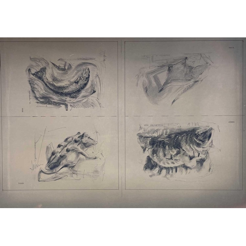 37 - Sven BERLIN (1911-1999) Twelve pencil and wash illustrations for 'Animals in Splendour and Decline' ... 