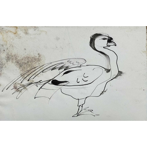 395 - Sven BERLIN (1911-1999) Swan Ink and pen 42 x 60cm Together with various swan and other bird studies... 