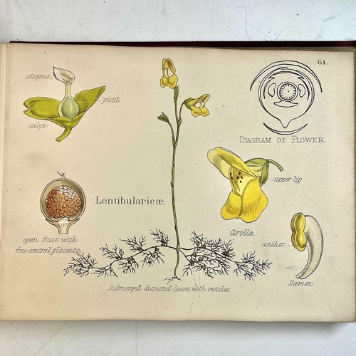 47 - Prof OLIVER. Illustrations of the Natural Orders of the Vegetable Kingdom,' obl. 4to, original cloth... 