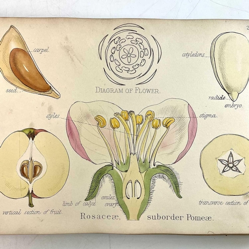 47 - Prof OLIVER. Illustrations of the Natural Orders of the Vegetable Kingdom,' obl. 4to, original cloth... 