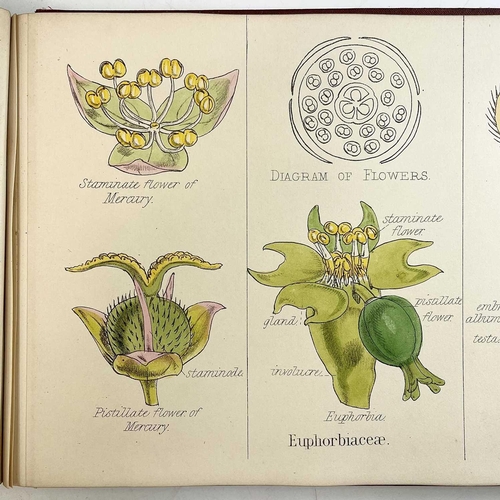 47 - Prof OLIVER. Illustrations of the Natural Orders of the Vegetable Kingdom,' obl. 4to, original cloth... 