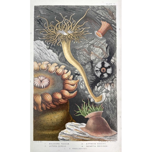 51 - PHILIP HENRY GOSSE. 'Actinologia Britannica. A History of the British Sea-Anemones and Corals,' orig... 
