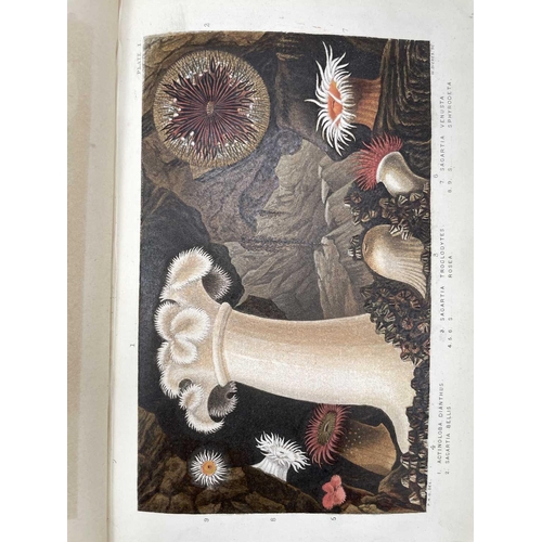 51 - PHILIP HENRY GOSSE. 'Actinologia Britannica. A History of the British Sea-Anemones and Corals,' orig... 