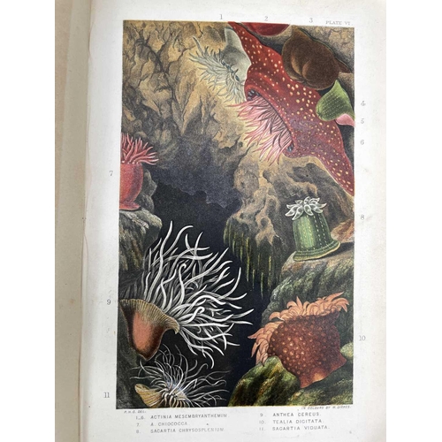 51 - PHILIP HENRY GOSSE. 'Actinologia Britannica. A History of the British Sea-Anemones and Corals,' orig... 