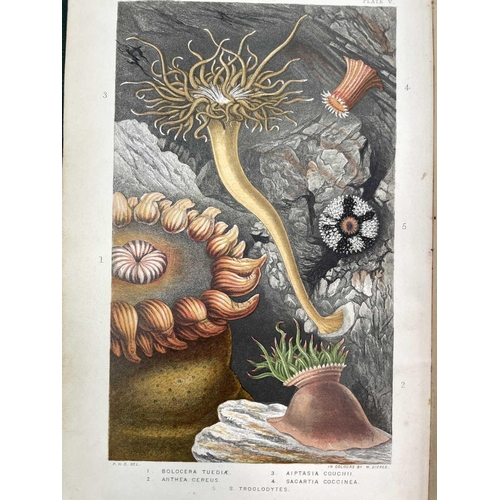 51 - PHILIP HENRY GOSSE. 'Actinologia Britannica. A History of the British Sea-Anemones and Corals,' orig... 