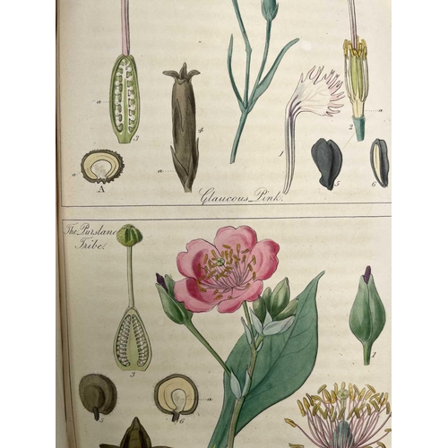 52 - JOHN LINDLEY. 'Ladies Botany: or A Familiar Introduction to the Study of the Natural System of Botan... 