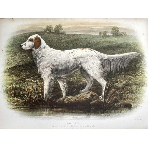 53 - EDWARD LAVERACK. 'The Setter,' pebbled cloth, colour frontis, Longmans, Green, and Co, London, 1872.