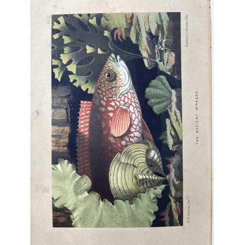 58 - PHILIP HENRY GOSSE. 'The Aquarium: An Unveiling of the Wonders of the Deep Sea,' second edition, ori... 