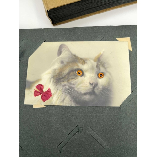 904 - Post card Albums x3 Comprising: Album1: Containing in excess of 150 cat postcards including art type... 