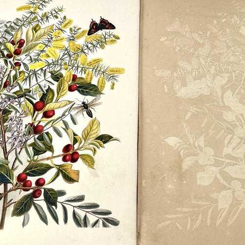 292 - LOUISA ANNE MEREDITH. 'Bush Friends in Tasmania,' 'Native flowers, fruits and insects, Drawn from Na... 