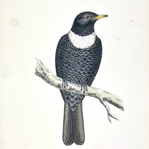 407 - ORNITHOLOGICAL Interest 'A History of British Birds,' by Rev F. O. Morris, copious full page hand co... 