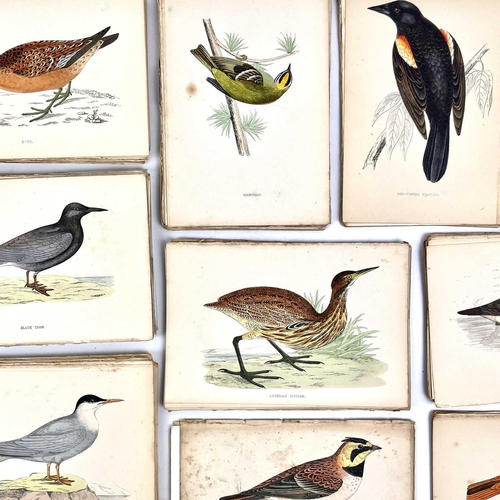 411 - ORNITHOLOGICAL Interest 'A History of British Birds,' by Rev F. O. Morris, copious full page (mostly... 