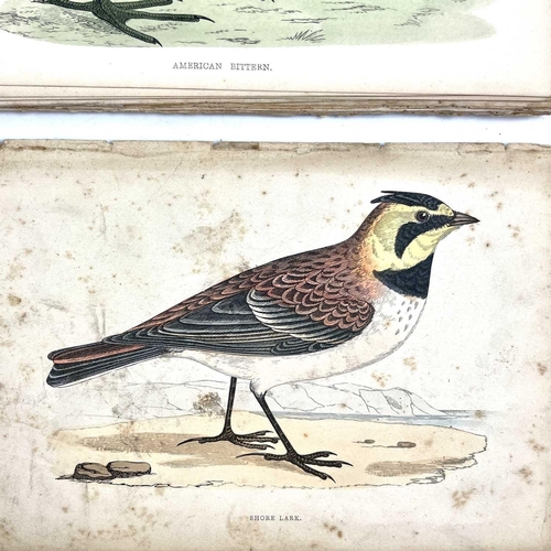 411 - ORNITHOLOGICAL Interest 'A History of British Birds,' by Rev F. O. Morris, copious full page (mostly... 