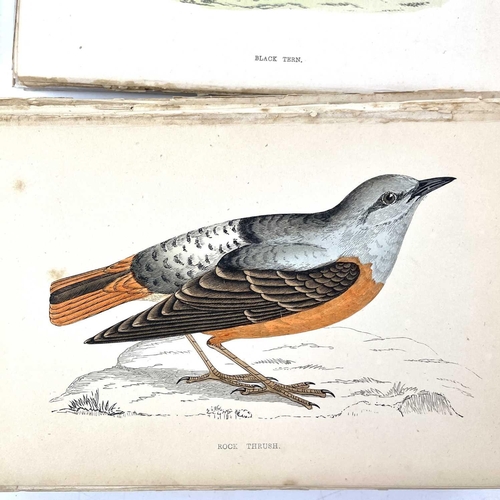 411 - ORNITHOLOGICAL Interest 'A History of British Birds,' by Rev F. O. Morris, copious full page (mostly... 