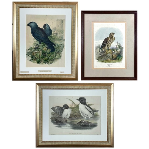 429 - JOHN GOULD, H. C. RICHTER and EDWARD NEALE. Three framed hand colored engravings. 'Corvus Monedula,'... 