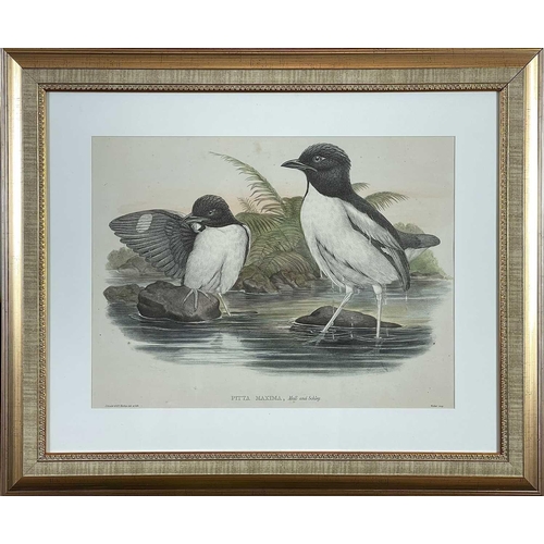 429 - JOHN GOULD, H. C. RICHTER and EDWARD NEALE. Three framed hand colored engravings. 'Corvus Monedula,'... 