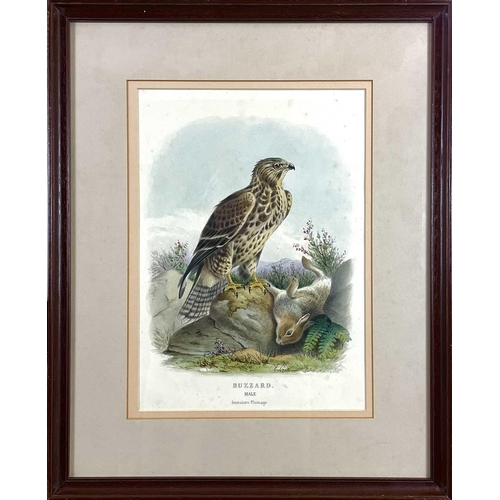 429 - JOHN GOULD, H. C. RICHTER and EDWARD NEALE. Three framed hand colored engravings. 'Corvus Monedula,'... 