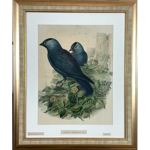 429 - JOHN GOULD, H. C. RICHTER and EDWARD NEALE. Three framed hand colored engravings. 'Corvus Monedula,'... 