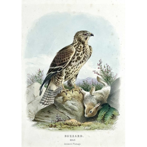 429 - JOHN GOULD, H. C. RICHTER and EDWARD NEALE. Three framed hand colored engravings. 'Corvus Monedula,'... 