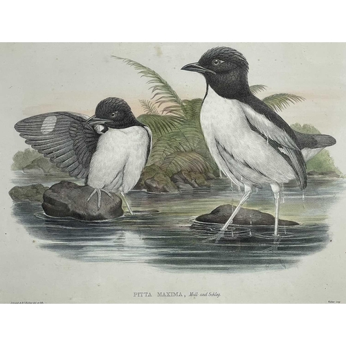 429 - JOHN GOULD, H. C. RICHTER and EDWARD NEALE. Three framed hand colored engravings. 'Corvus Monedula,'... 