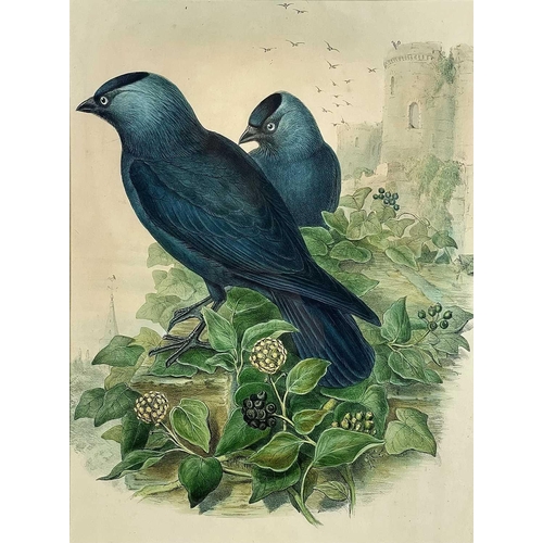 429 - JOHN GOULD, H. C. RICHTER and EDWARD NEALE. Three framed hand colored engravings. 'Corvus Monedula,'... 