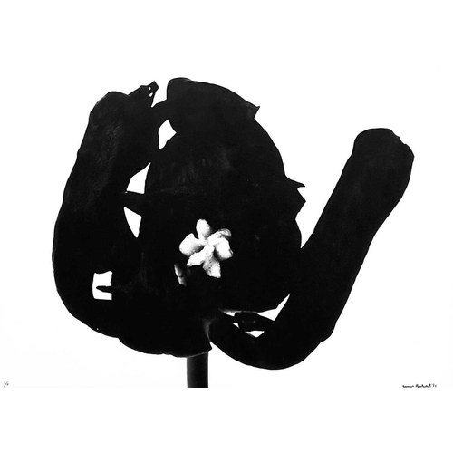 530 - Denis BRIHAT (1928) Black Tulip, 1977 Silver gelatin print Signed, dated '77 and numbered 5/6 36 x 5... 