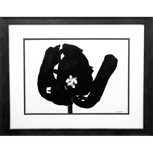 530 - Denis BRIHAT (1928) Black Tulip, 1977 Silver gelatin print Signed, dated '77 and numbered 5/6 36 x 5... 