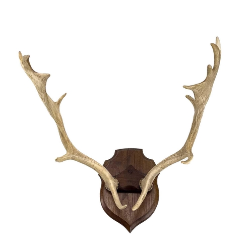 127 - A pair of mounted fallow deer antlers. Mounted on an oak shield, depth 54cm width 55cm.