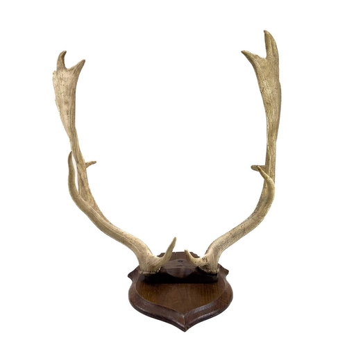 127 - A pair of mounted fallow deer antlers. Mounted on an oak shield, depth 54cm width 55cm.