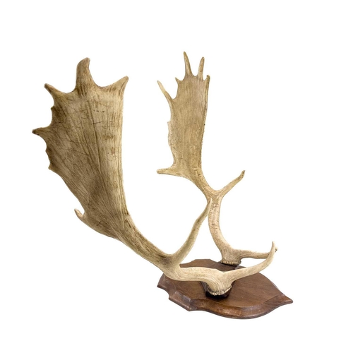 127 - A pair of mounted fallow deer antlers. Mounted on an oak shield, depth 54cm width 55cm.