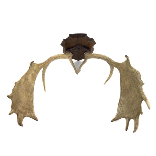 127 - A pair of mounted fallow deer antlers. Mounted on an oak shield, depth 54cm width 55cm.