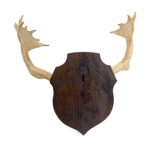 127 - A pair of mounted fallow deer antlers. Mounted on an oak shield, depth 54cm width 55cm.